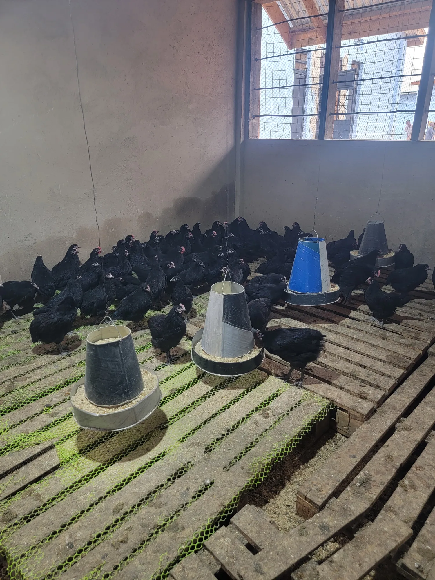 Poultry