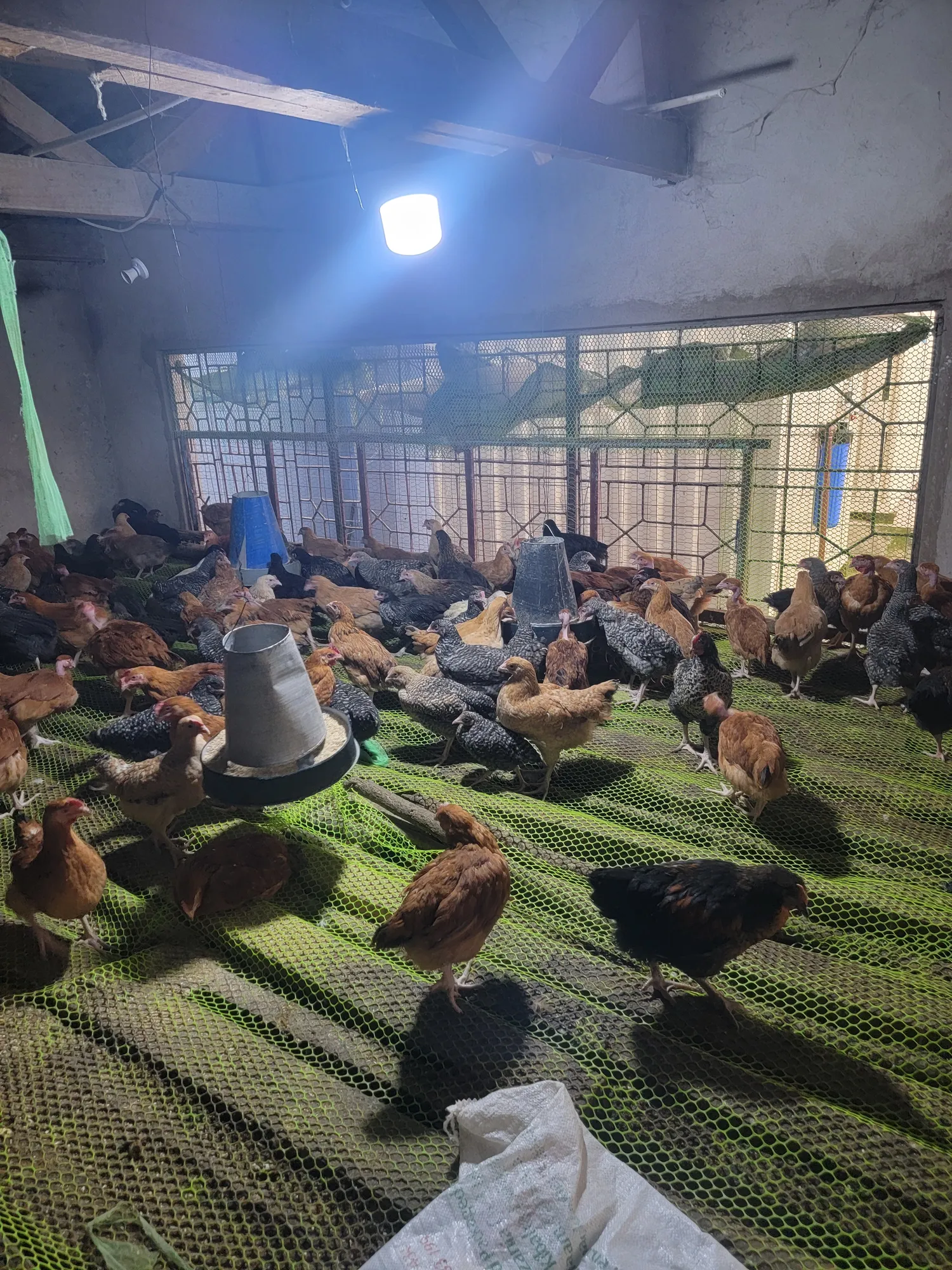 Poultry