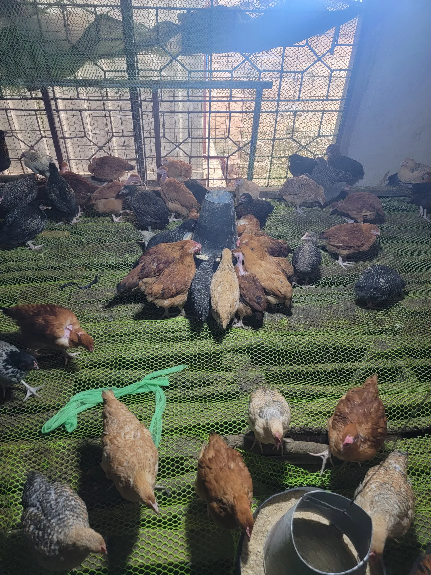 Poultry