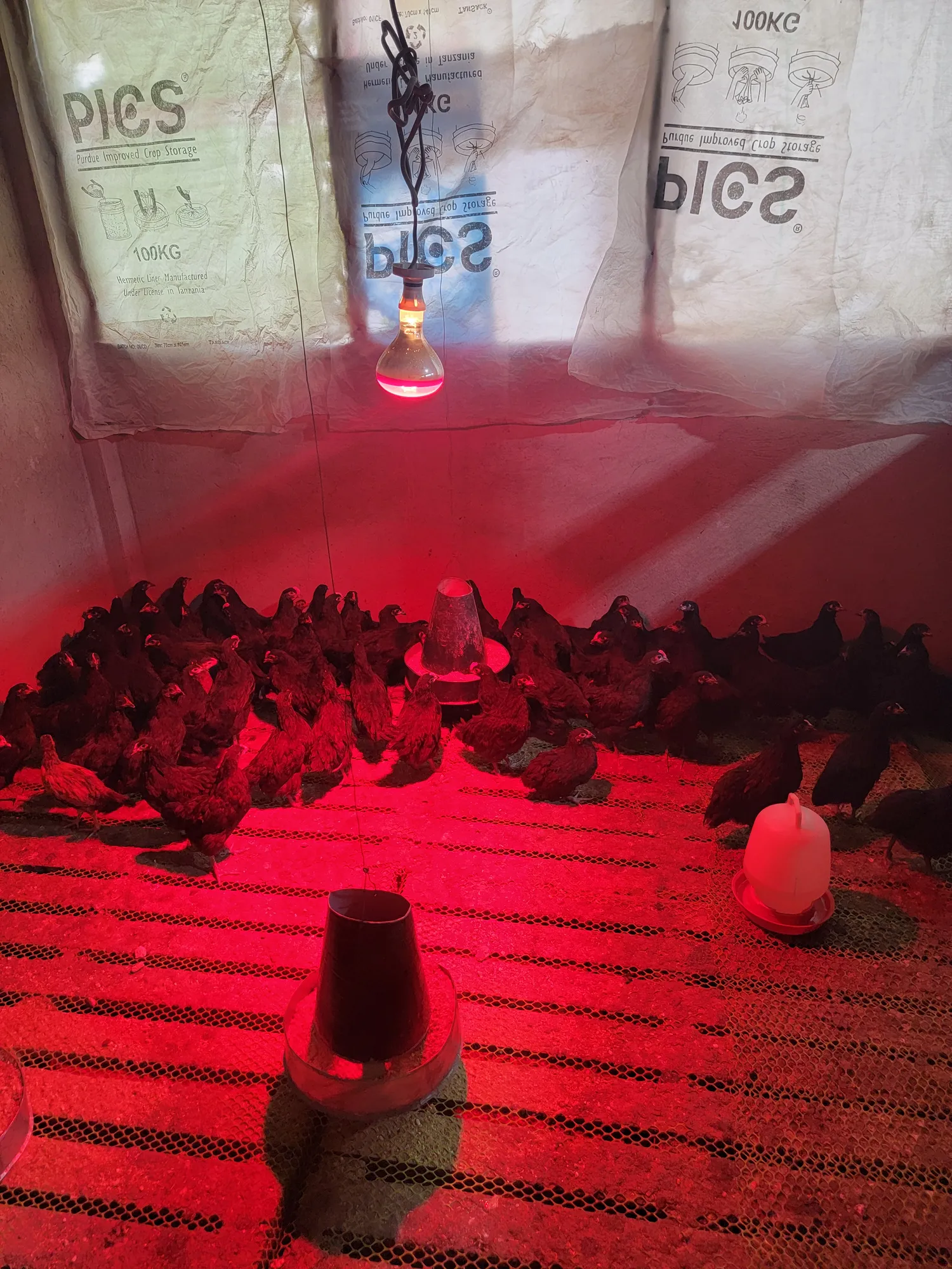 Poultry